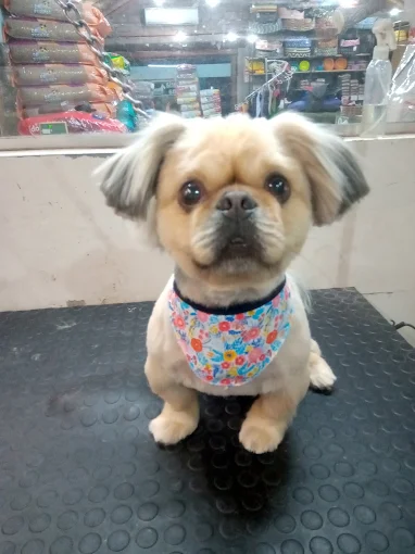 Big Mascotas | Tienda de Mascotas, Peluquería Canina y Envíos a Domicilio Sin Cargo