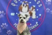Que Pitukos | Peluquería y Guardería Canina: Aseo Especializado y Respeto Animal