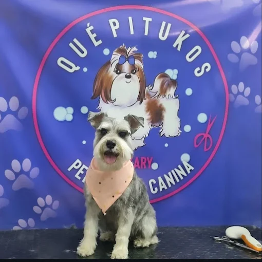 Que Pitukos | Peluquería y Guardería Canina: Aseo Especializado y Respeto Animal