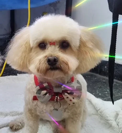 Los Mimados | Peluquería Canina (Cortes de Raza y Sanitario) y Alimentos Balanceados