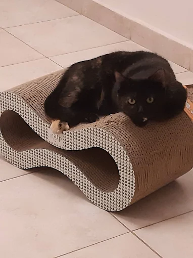 Punto Mascotero | Alimentos, Accesorios, Peluquería de Excelencia y Rascadores Gatunos