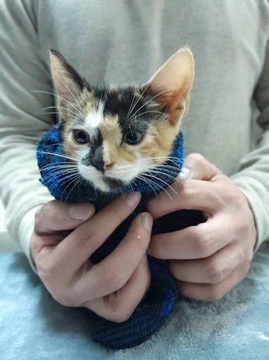 Neko Veterinaria Y Petshop | Dedicados a la Salud y Bienestar de tu Perro o Gato