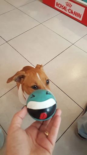 Neko Veterinaria Y Petshop | Dedicados a la Salud y Bienestar de tu Perro o Gato