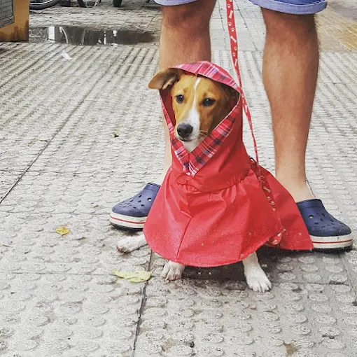 Neko Veterinaria Y Petshop | Dedicados a la Salud y Bienestar de tu Perro o Gato