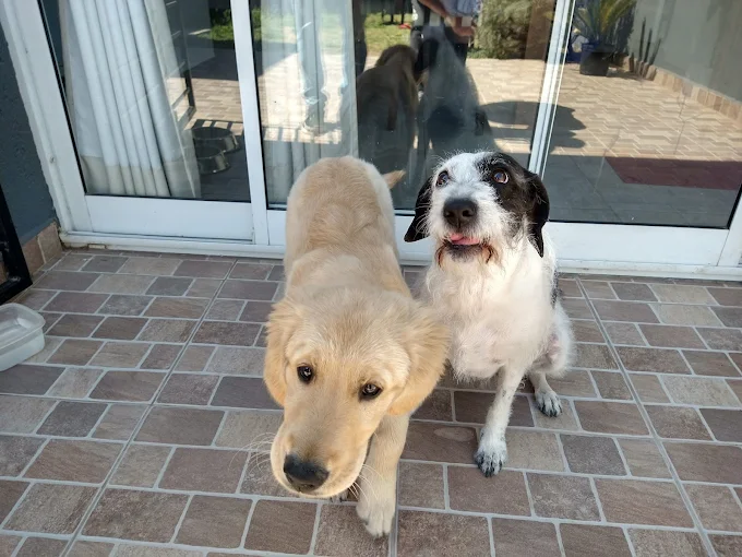 MANADITA | Servicio Profesional de Peluquería Canina: Belleza, Higiene y Bienestar