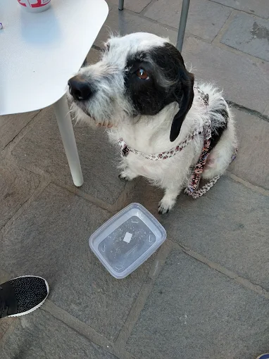 MANADITA | Servicio Profesional de Peluquería Canina: Belleza, Higiene y Bienestar