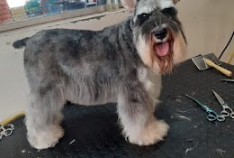 Big Mascotas | Tienda de Mascotas, Peluquería Canina y Envíos a Domicilio Sin Cargo